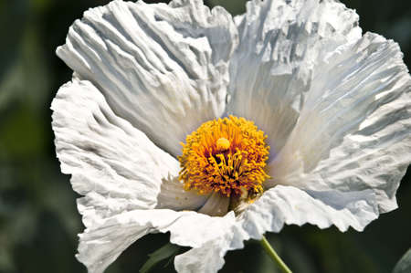 White Oriental Poppyの写真素材