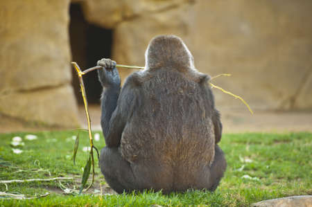Ape backside eating bamboo shoot