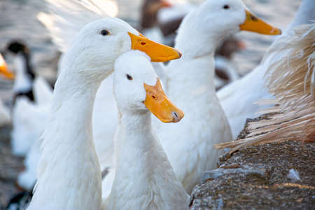 ducks in the lakeの写真素材