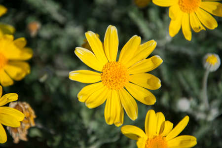 yellow flowerの写真素材