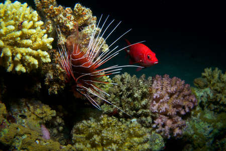 Lionfish / This shot was made during the night at Gota Abu Ramada divesite, Clearfin lionfish looks amazing in the night, 15m depth.の写真素材