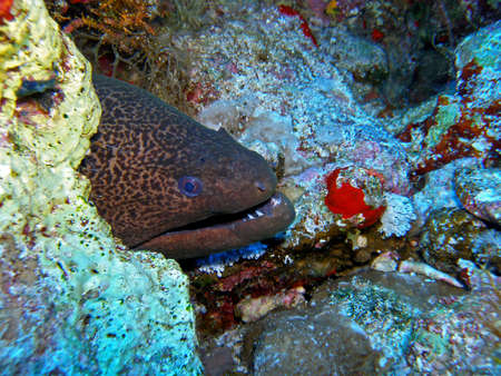 Giant moray / underwater photograph, dive site - Mars Ghaslani, Ras Mohamed National Park, Egypt,...