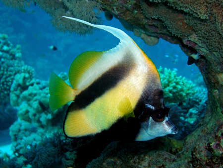 Bannerfish in the Red Sea, Egypt