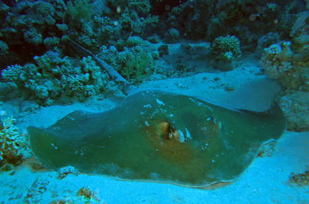 Ray / underwater photograph, dive site - Alternatives, Ras Mohamed National Park, Egypt, depth - 20m.の写真素材