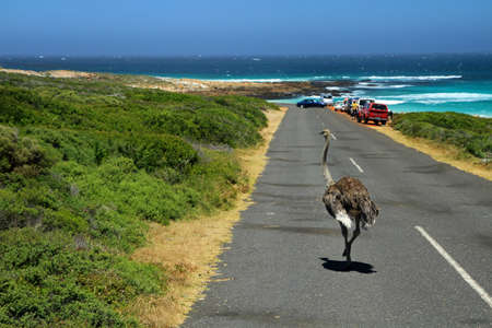 South African ostrich, Cape Town, South Africa