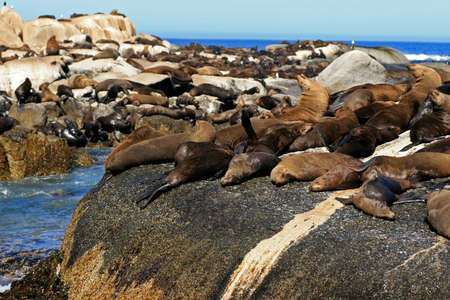 Brown fur seal, Seal Island, South Africaの写真素材