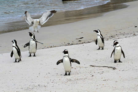 African penguin, Cape town, South Africaの写真素材