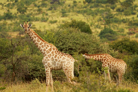 South African giraffe, Pilanesberg National Park, South Africa