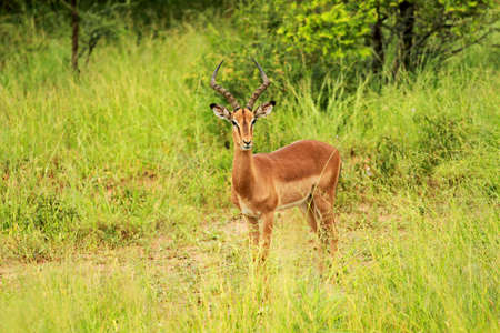 Impala, Kruger National Park, South Africaの写真素材