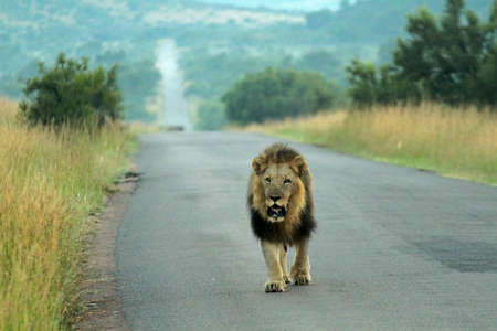 Lion, Pilanesberg National Park, South Africaの写真素材