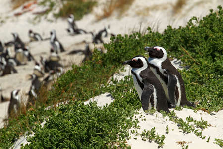 African penguin, Cape town, South Africaの写真素材