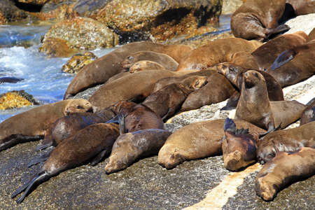 Brown fur seal, Seal Island, South Africaの写真素材