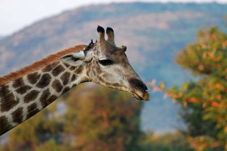 South African giraffe, Pilanesberg National Park, South Africaの写真素材