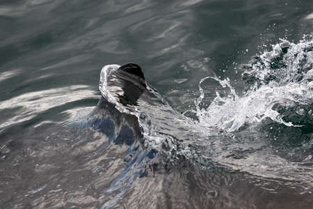 Great white shark, Cape town, South Africaの写真素材