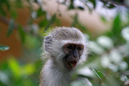 Vervet monkey baby, Sun City area, South Africaの写真素材