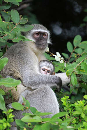 Vervet monkeys, Sun City area, South Africaの写真素材