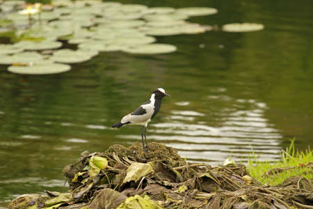 Blacksmith lapwing, Sun City area, South Africaの写真素材