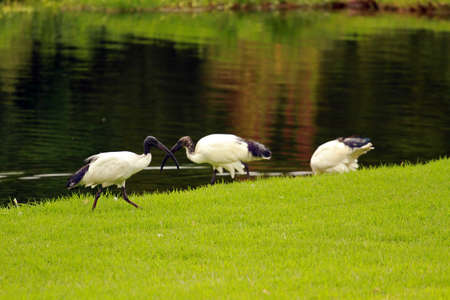 African sacred ibis, Sun City area, South Africaの写真素材