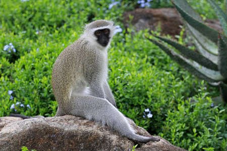 Vervet monkey, Sun City area, South Africaの写真素材