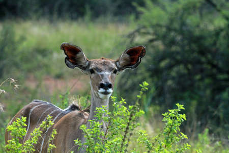 Greater kudu female, Pilanesberg National Park, South Africaの写真素材