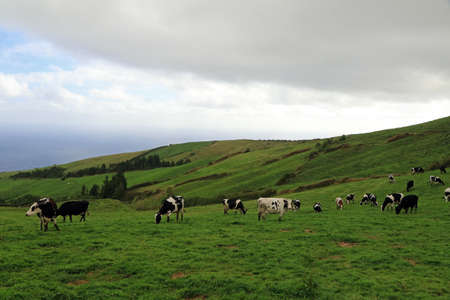 Cows in Agua de Pau Massif, Sao Miguel Island, Azores, Portugalの写真素材