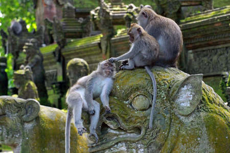 Monkeys in Ubud Monkey Forest, Mandala Suci Wenara Wana, Ubud, Bali, Indonesia