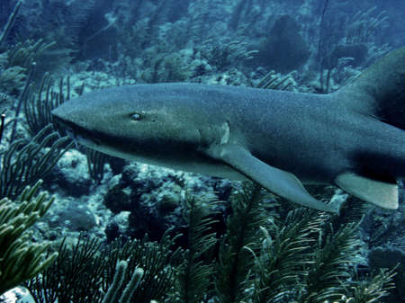 Nurse shark, Ambergris Caye, Belizeの写真素材