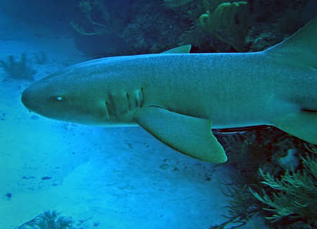 Nurse shark, Ambergris Caye, Belizeの写真素材