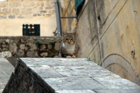 Cat in Kotor, Montenegroの写真素材