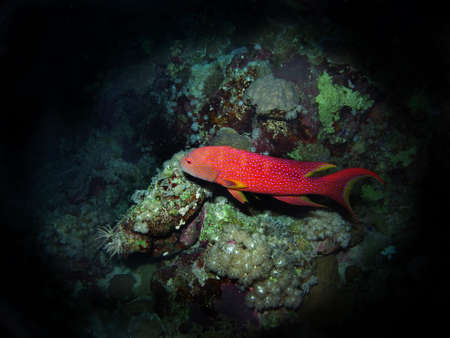 Lyretail grouper, Fury Shoal. Red Sea, Egypt