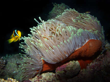 Red Sea Anemonefish, Fury Shoal, Red Sea Egyptの写真素材