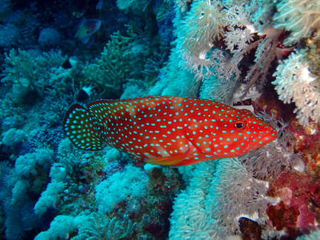 Coral hind, Abu Fandera reef, Red Sea, Egyptの写真素材