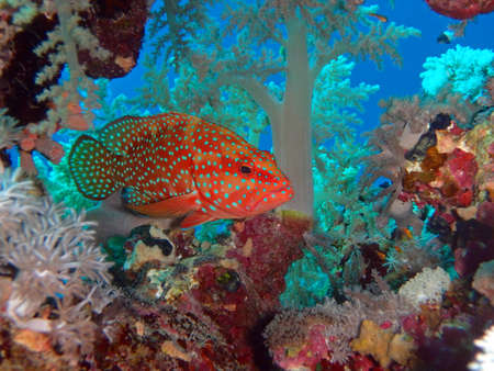 Coral hind, Abu Fandera reef, Red Sea, Egyptの写真素材