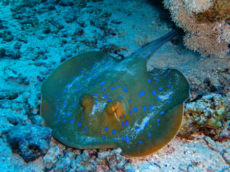 Bluespotted ribbontail ray, Marsa Mubarak, Marsa Alam area, Egypt