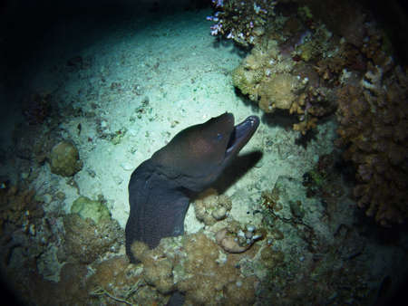Giant moray underwater background.