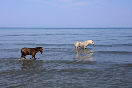 Horse cooling in the sea near Shengjin in Albaniaの写真素材