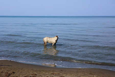 Horse cooling in the sea near Shengjin in Albaniaの写真素材