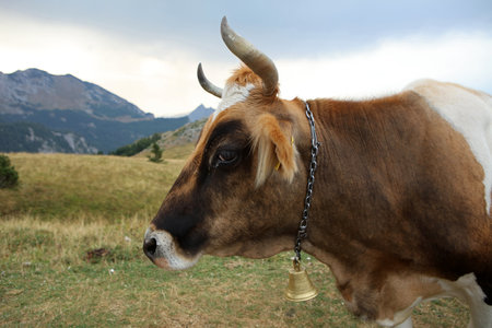 Cow in the mountains of Sutjeska National Park, Bosna and Herzegovinaの写真素材