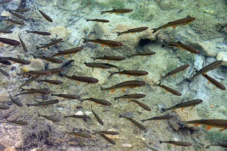 Group of fish swimming in the river, close-up of photo in Plitvice, Croatiaの写真素材