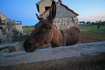 Donkey on Hvar island, Croatiaの写真素材