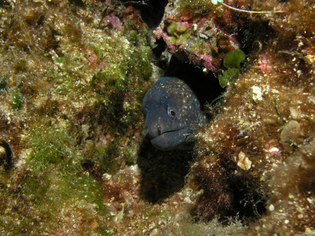 Mediterranean moray in Adriatic sea, Croatia