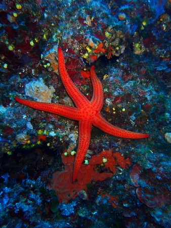 Mediterranean red sea star in Adriatic sea, Croatiaの写真素材