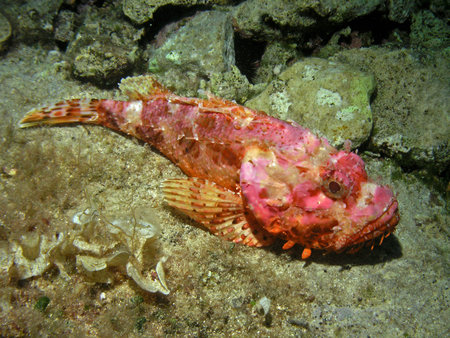 Scorpionfish in Adriatic sea, Croatia