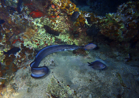 European conger at night in Adriatic Sea near Hvar island, Croatia