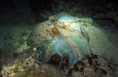 Common octopus in Adriatic sea, Croatiaの写真素材