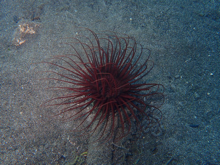 Tube-dwelling anemone in Adriatic sea, Croatiaの写真素材