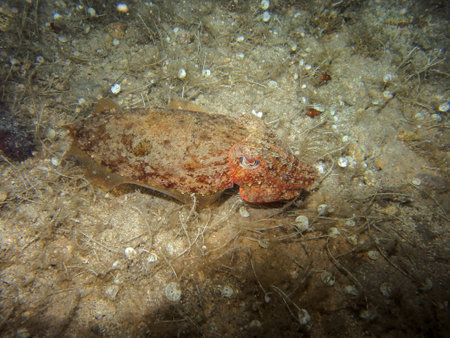 Common cuttlefish in Adriatic Sea near Hvar Island