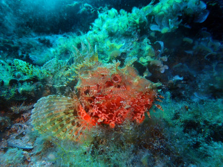 Long-snouted seahorse (Hippocampus guttulatus) in Adriatic sea, Croatia