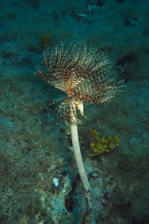 Mediterranean fanworm in Adriatic sea, Croatiaの写真素材
