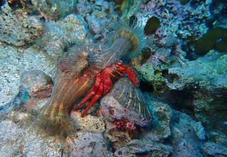 Dardanus calidus - hermit crab with the sea anemone in Adriatic Sea near Hvar island, Croatiaの写真素材